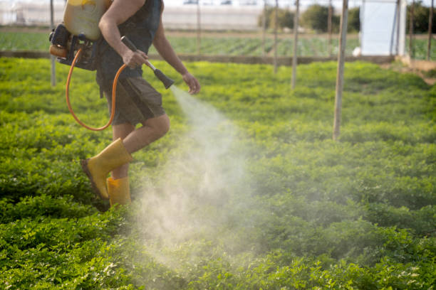 Best Affordable Pest Control Services  in White Rock, NM