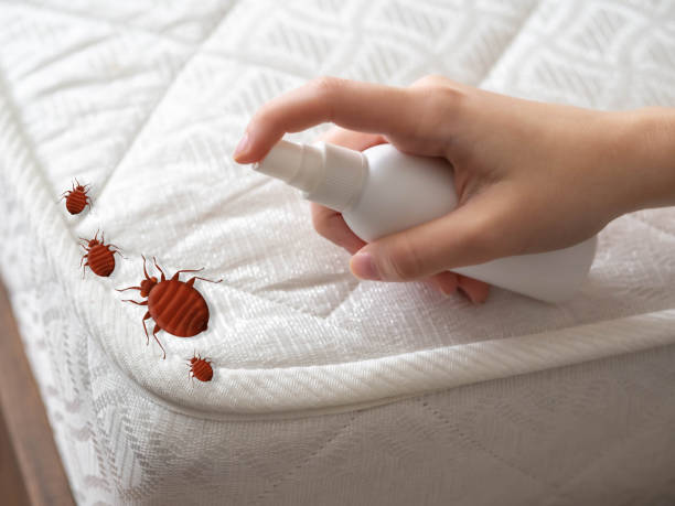 Best Affordable Pest Control Services  in White Rock, NM