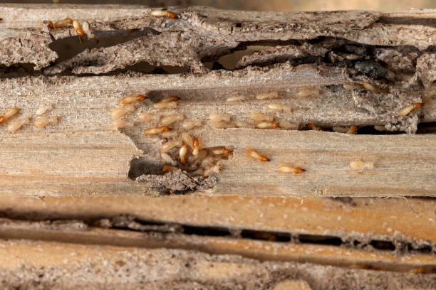 Best Local Pest Control Services  in White Rock, NM