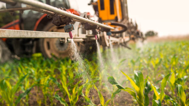Best Ant Control Services  in White Rock, NM